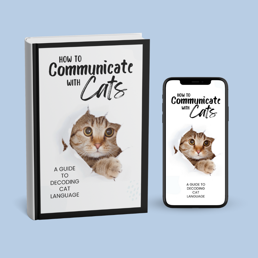 How to communicate with cats